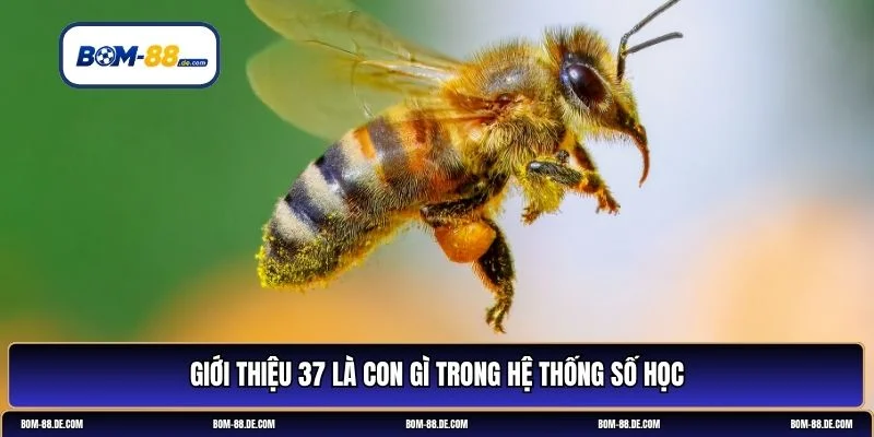 37 là còn gì